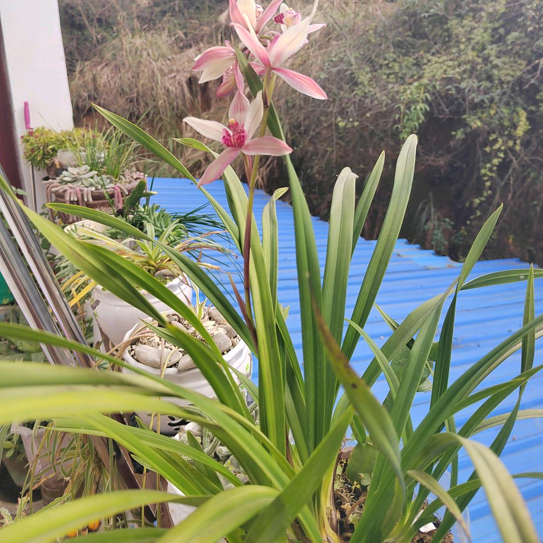 一生相伴