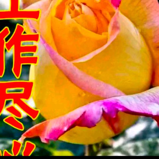 人醒梦己碎