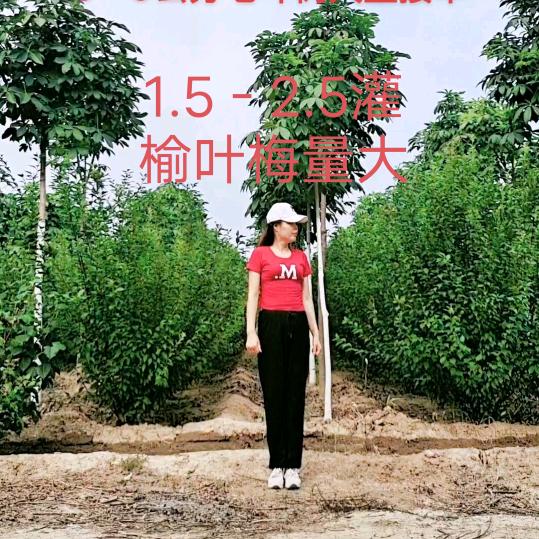 白云仙子苗木