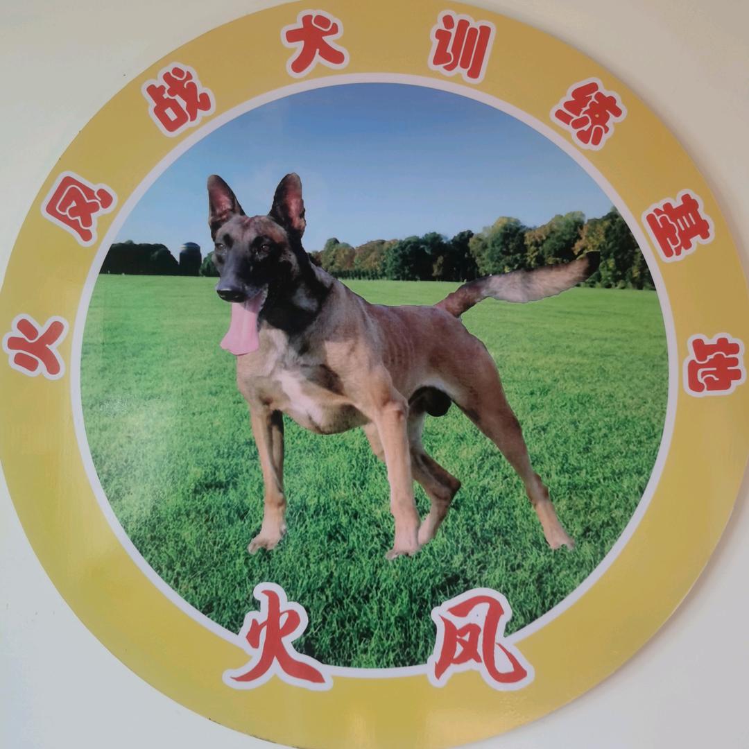 广元市利州区火凤战犬训练基地