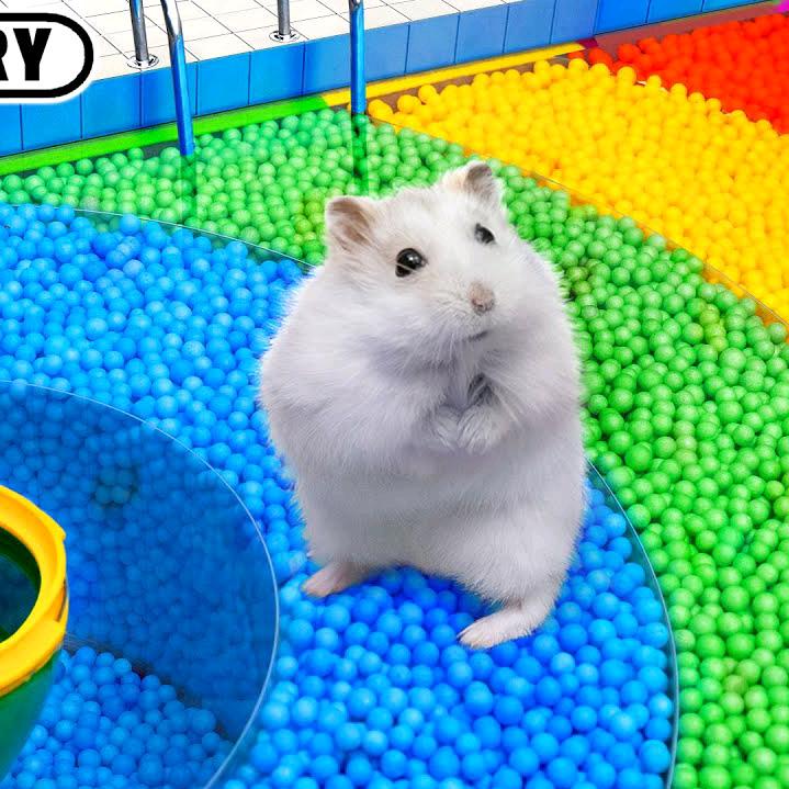 仓鼠爱冒险
