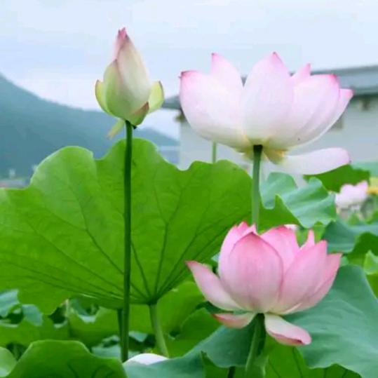 燕姐姐