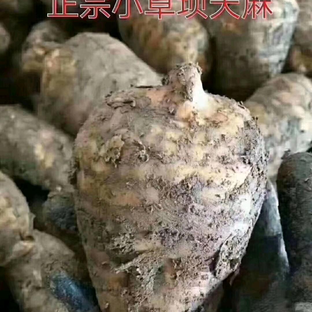 小草坝雄马乌天麻