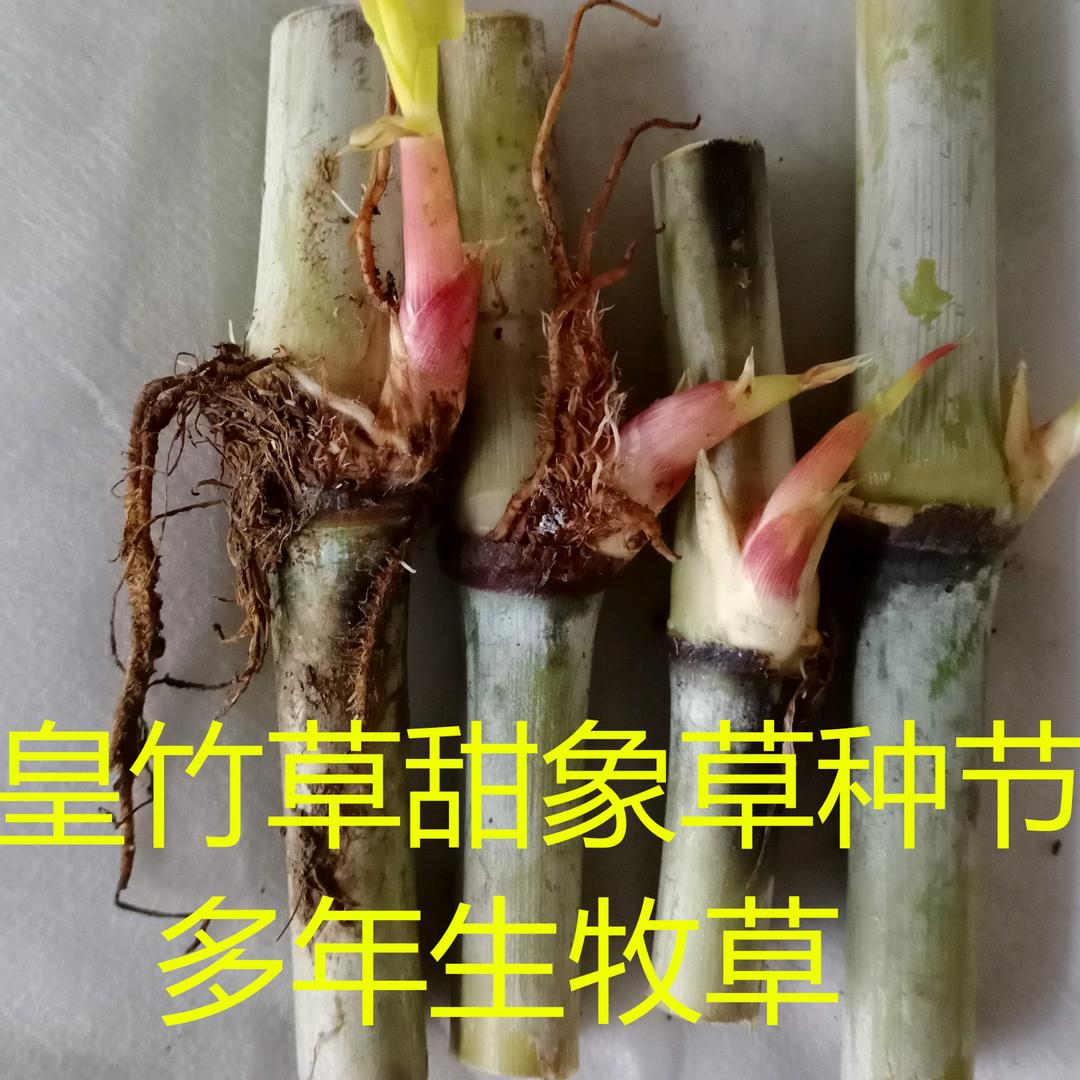 贵州剑哥牧草花卉苗木