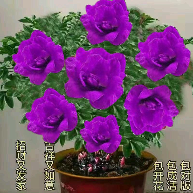 用户1299289494300