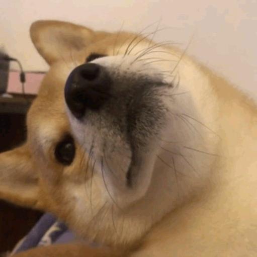 狗头狗不狗
