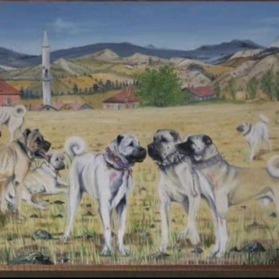 土耳其  坎高犬   小陈