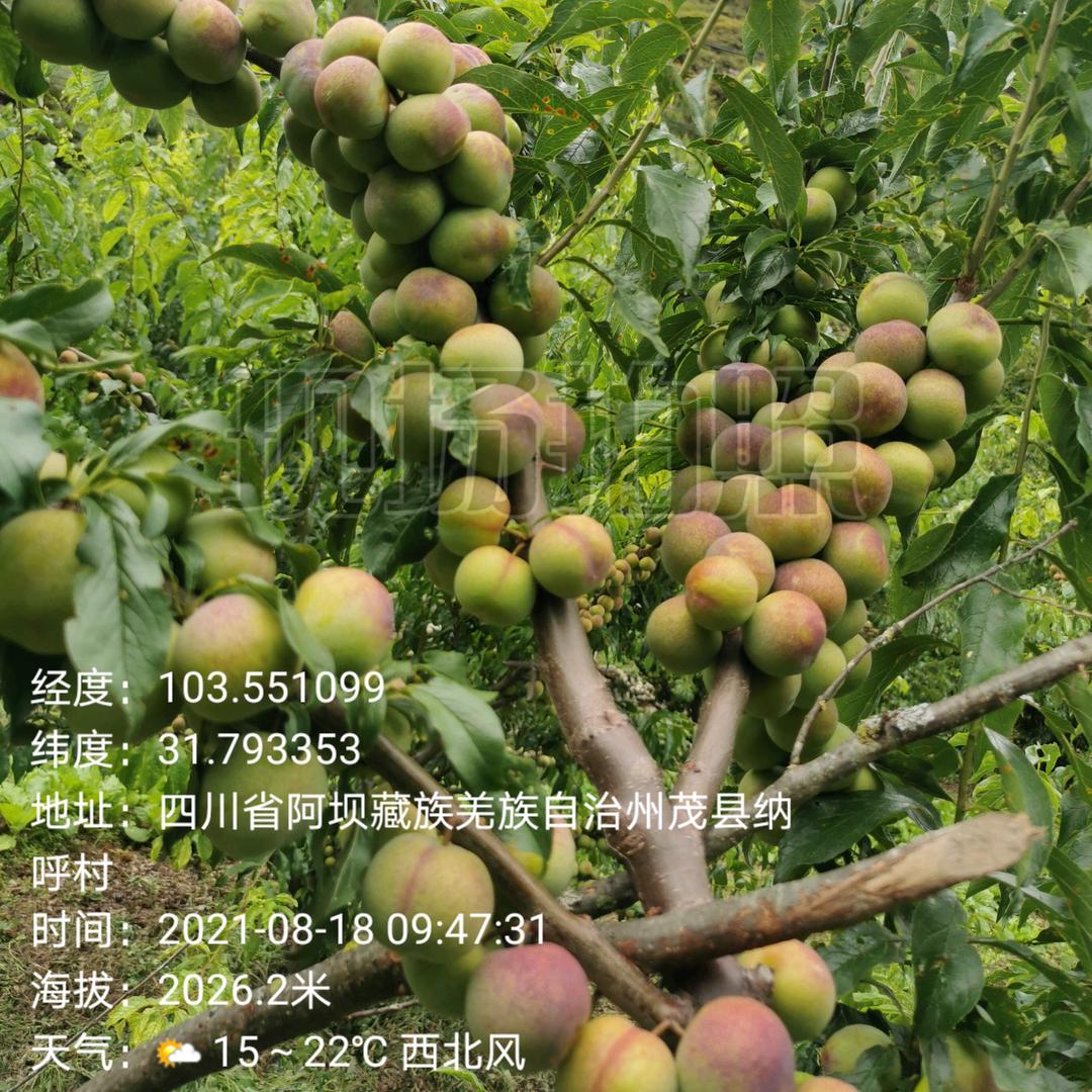阿坝街溜子