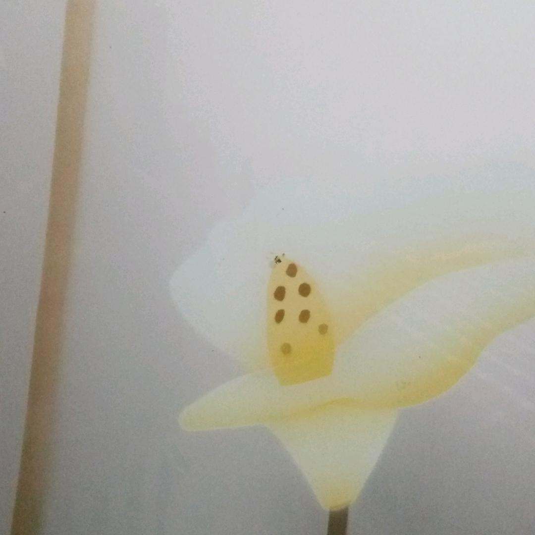 牡丹花