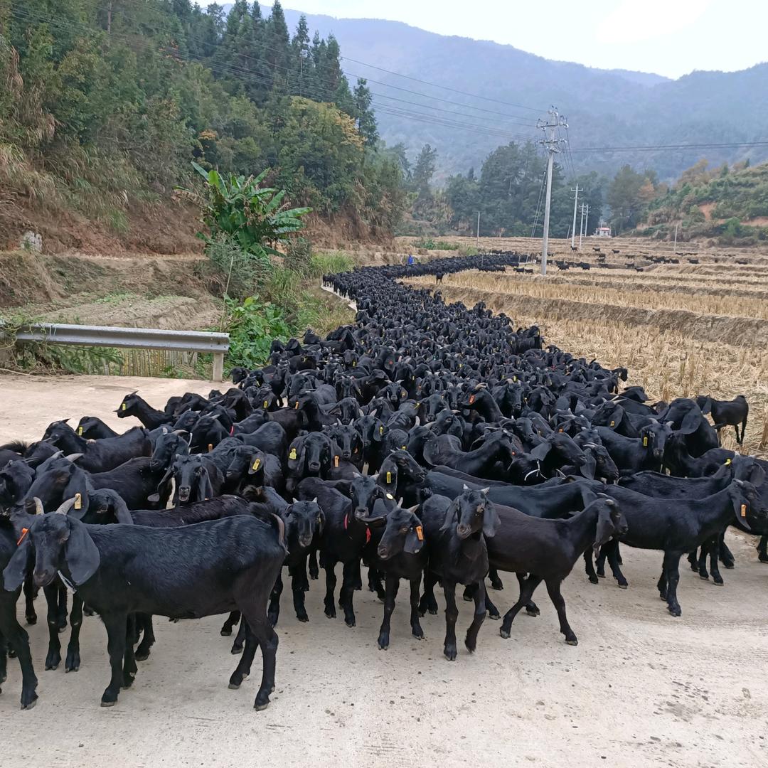 大业黑山羊养殖