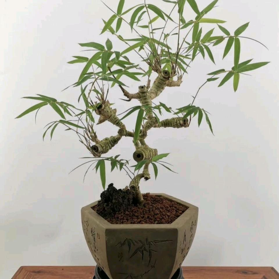 小叶簕竹海岛龙船花之乡