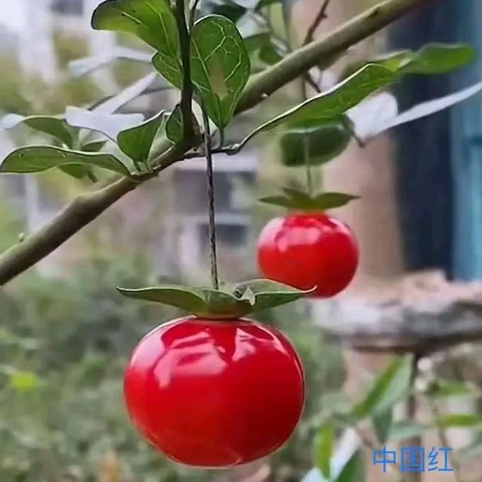 鑫译豪园艺（桂花树专场）