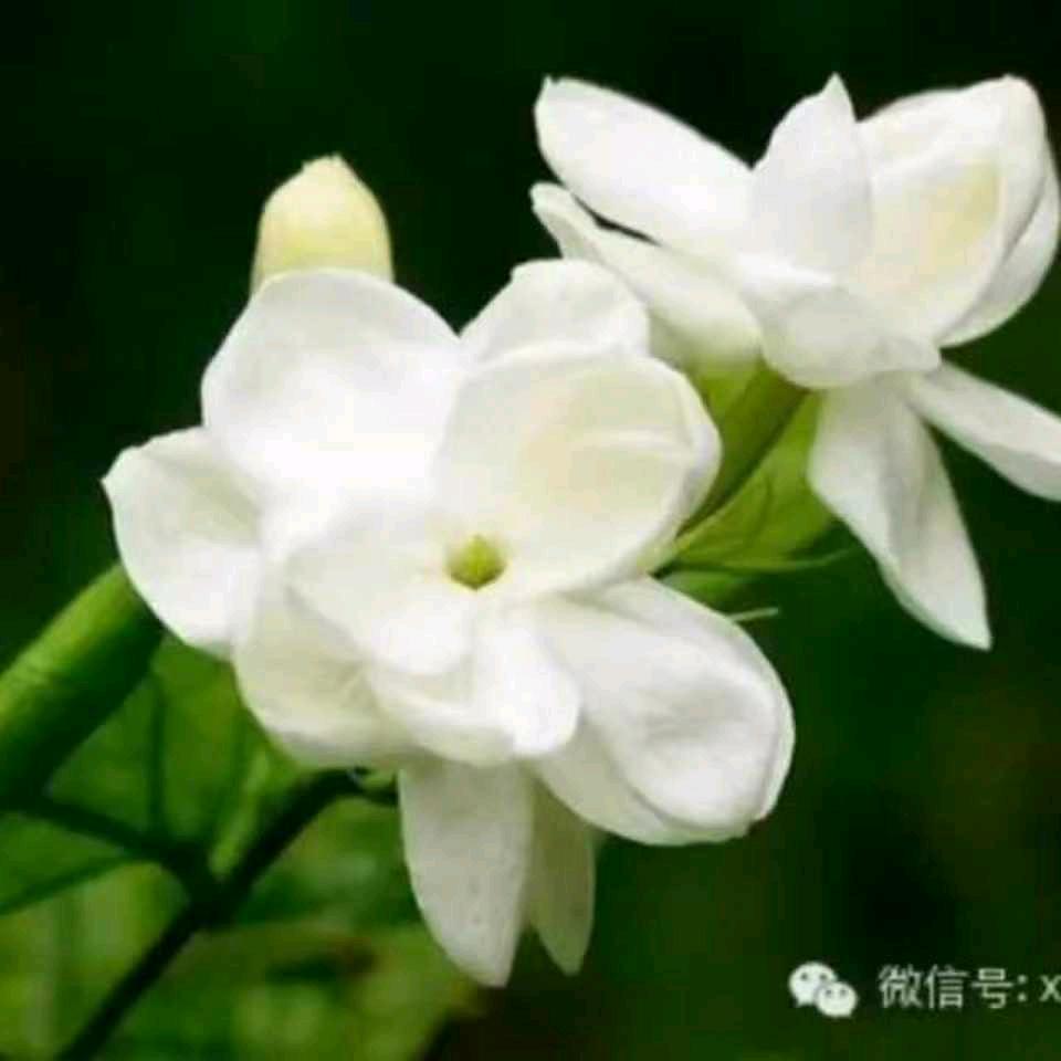 四月小雨天