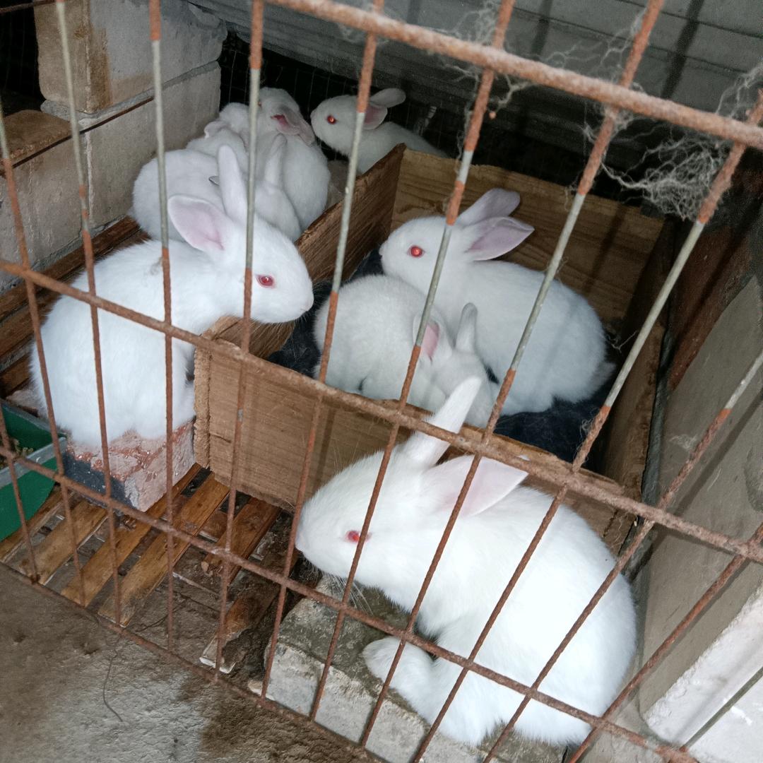 叶耍耍