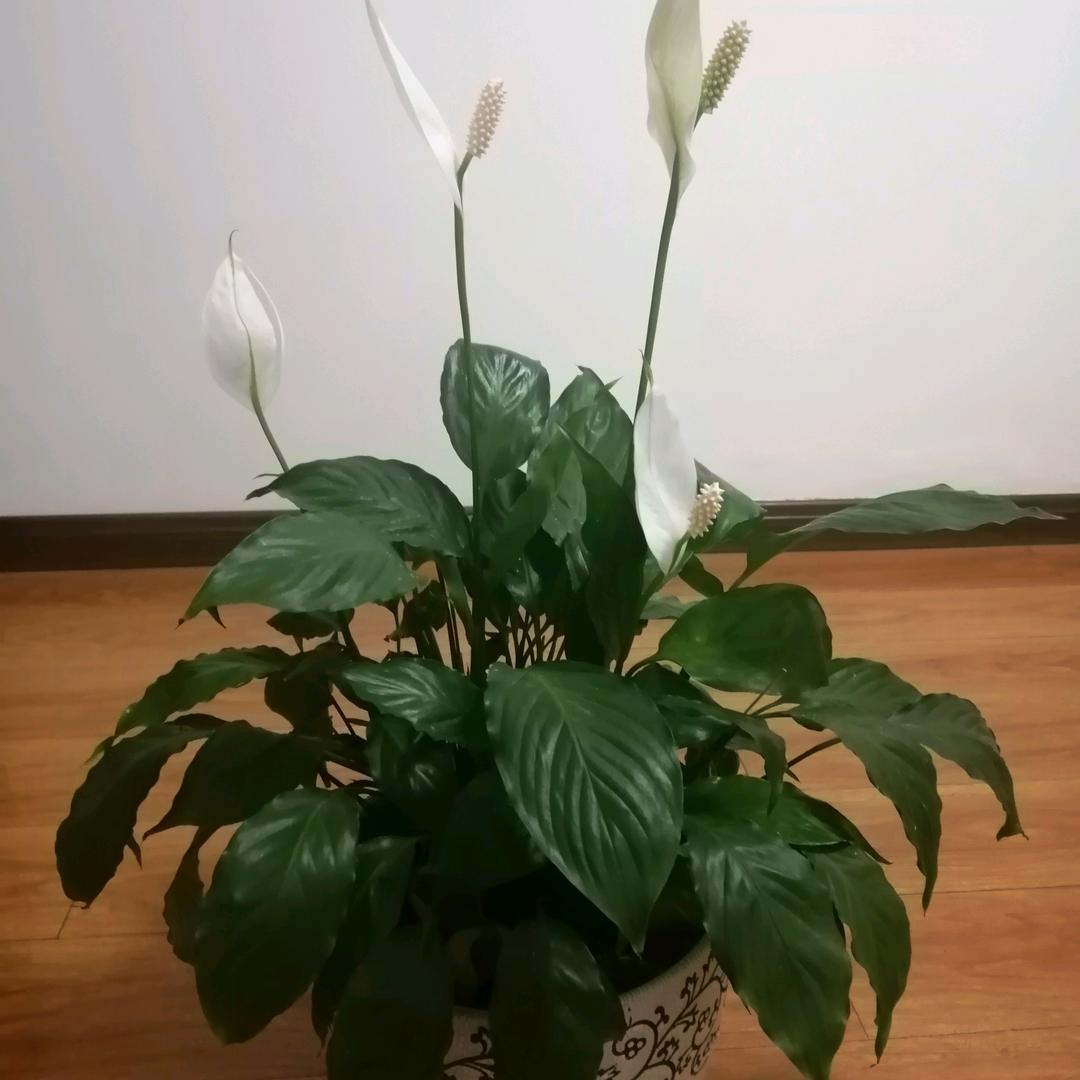 墨殇
