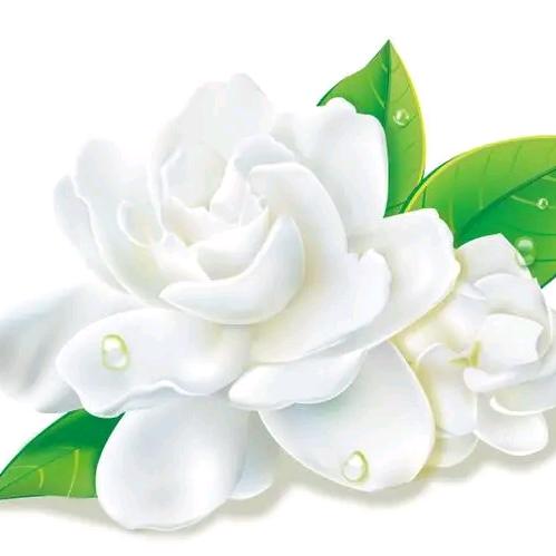 九月茉莉