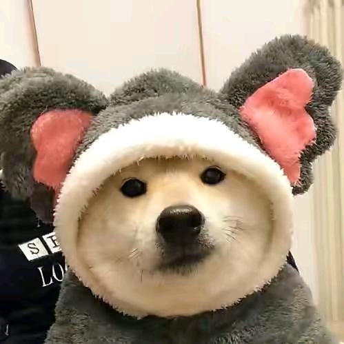 萌宠乐园✨
