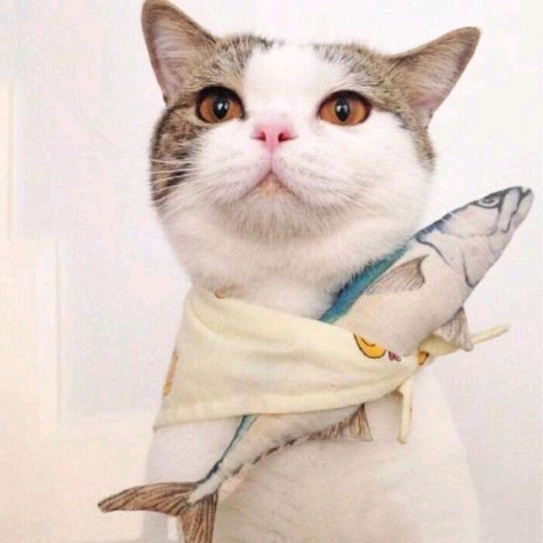 老的猫