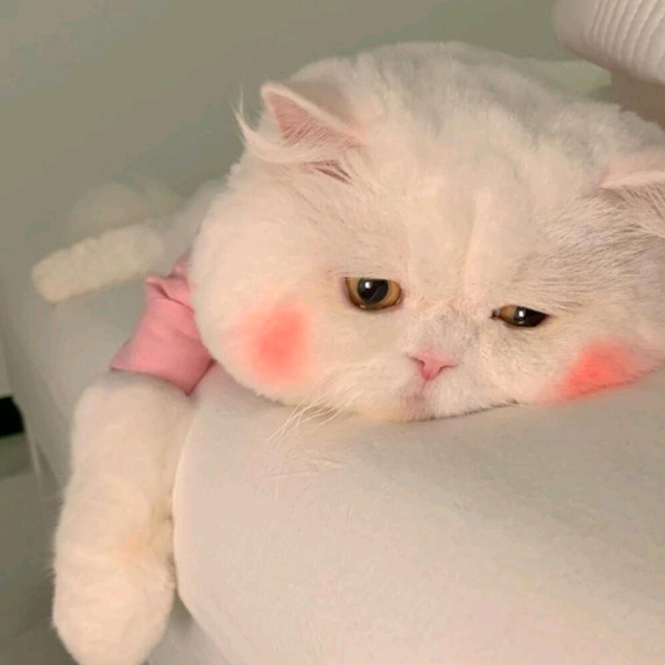 Y.