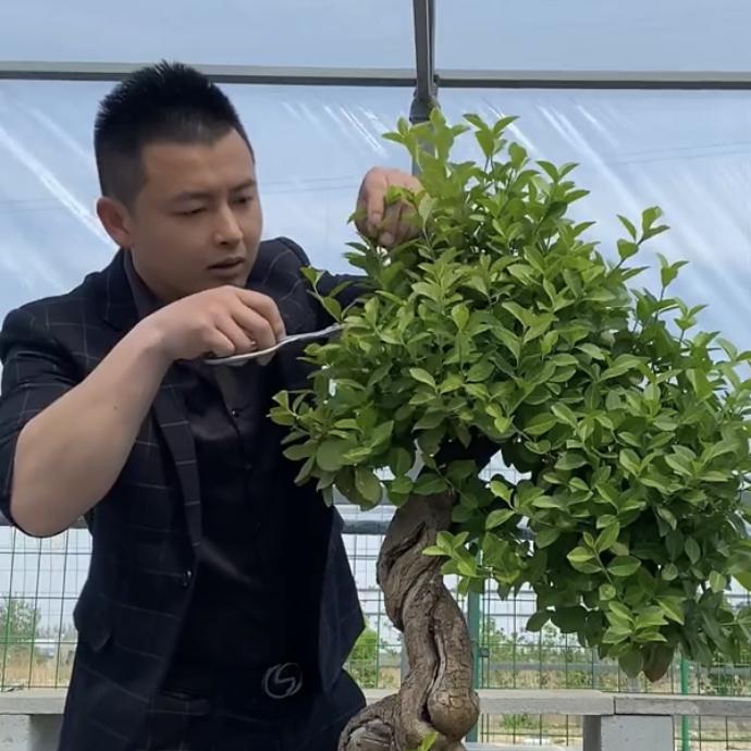 阿杰盆景!
