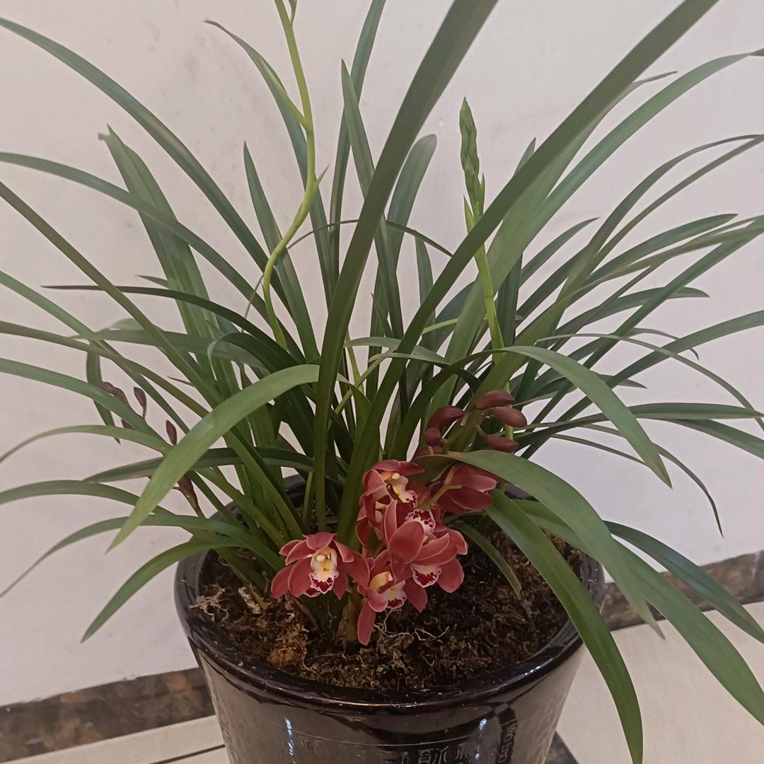 诚天兰花种植