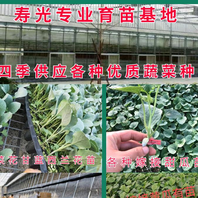 寿光旺园农业科技有限公司