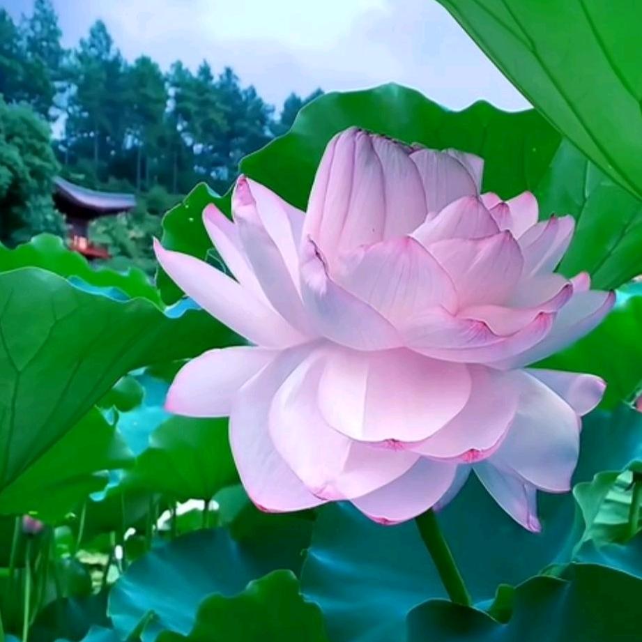 周先生