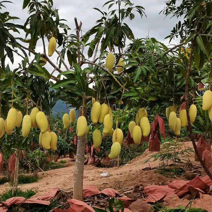 景东欣隆晚芒植保合作社