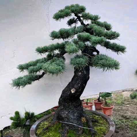 沭阳成莲昱花卉园艺场