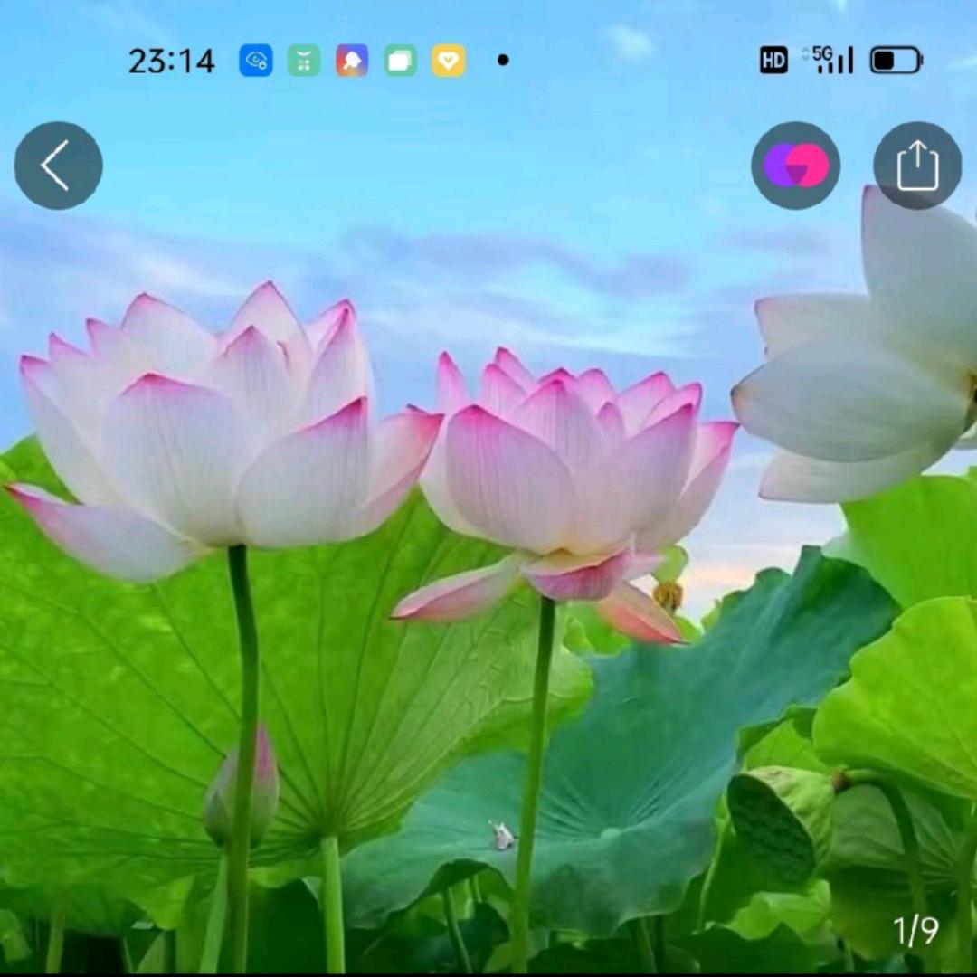 荷蕴