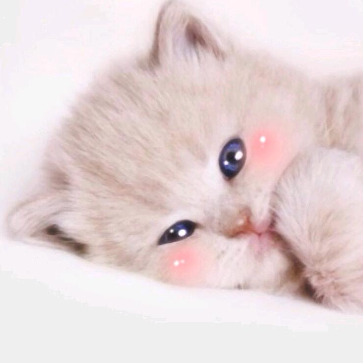 猫猫咪
