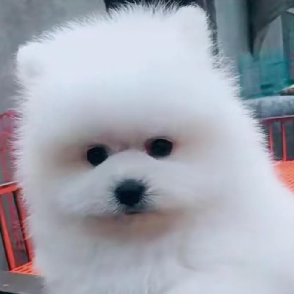 美美萌萌宠