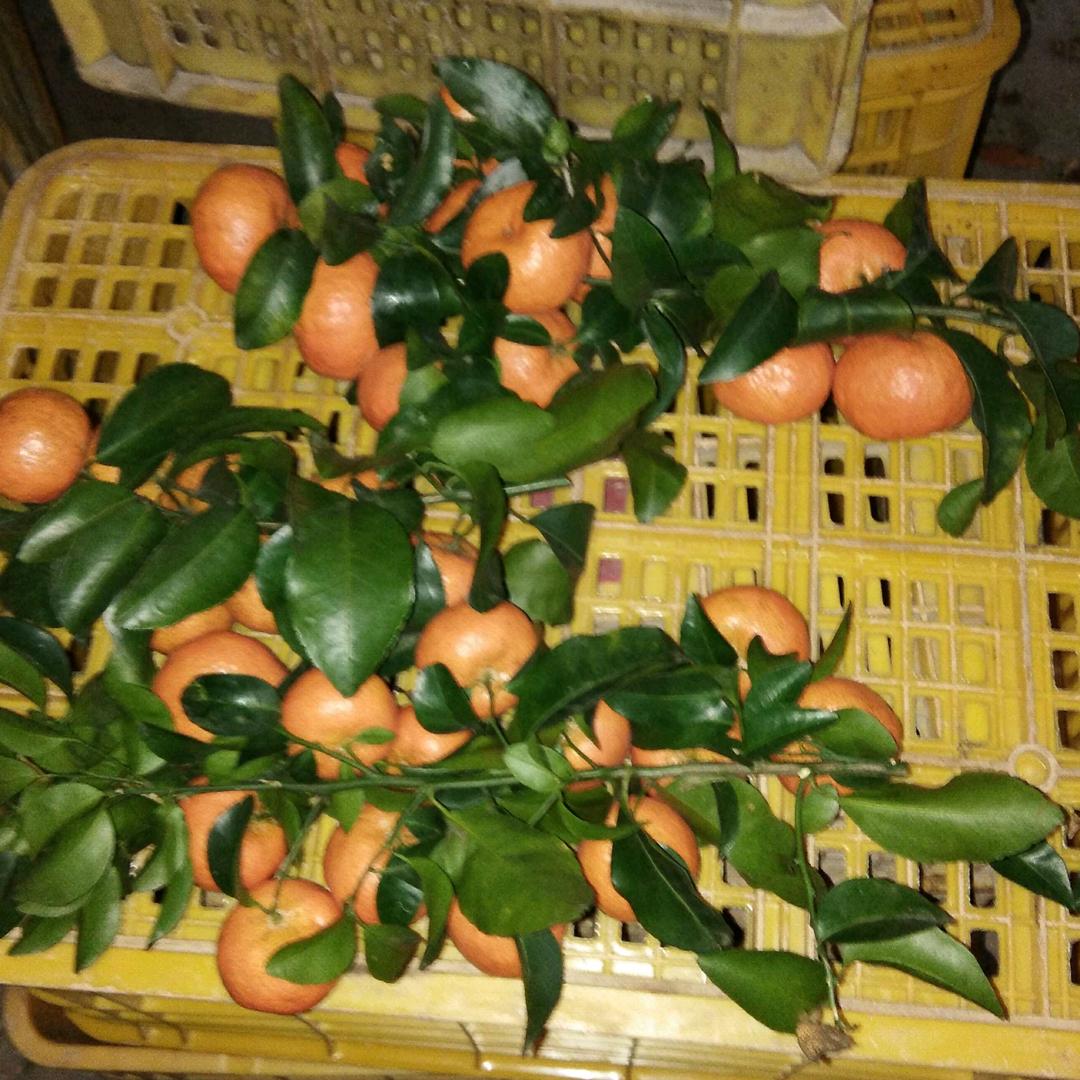 知已