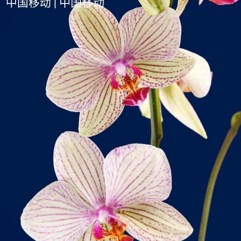 心静自然凉