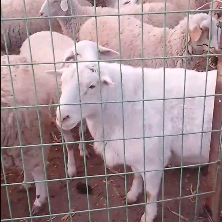 牛逼老汉