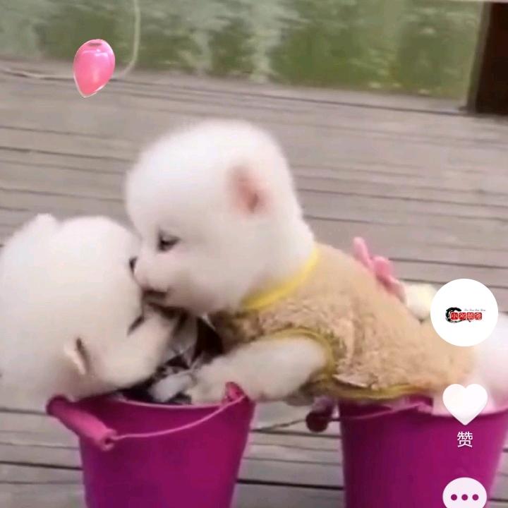 小刚萌宠