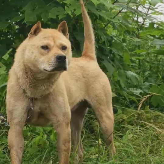必辉广西土猎犬