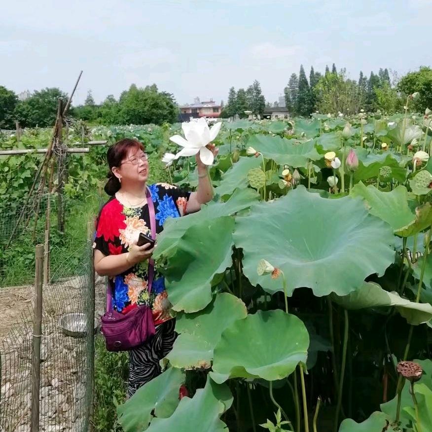 红hh