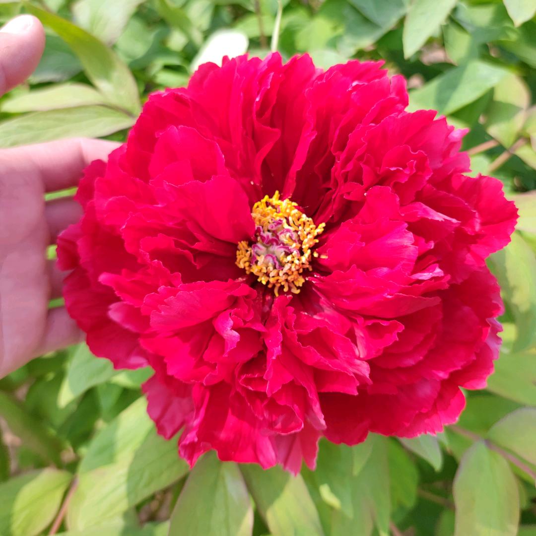 菏泽汇智牡丹.芍药