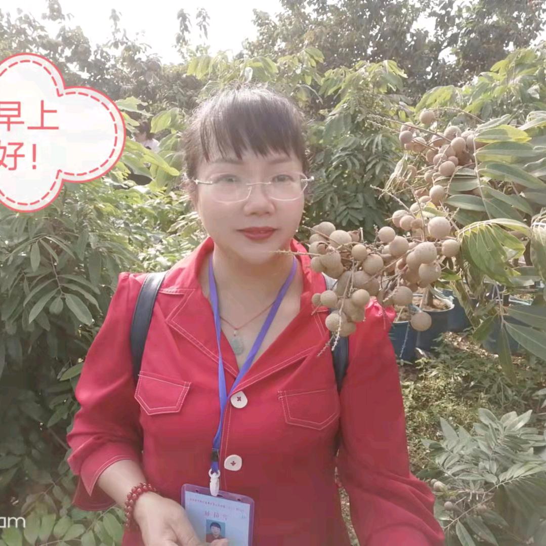 春天的杨柳