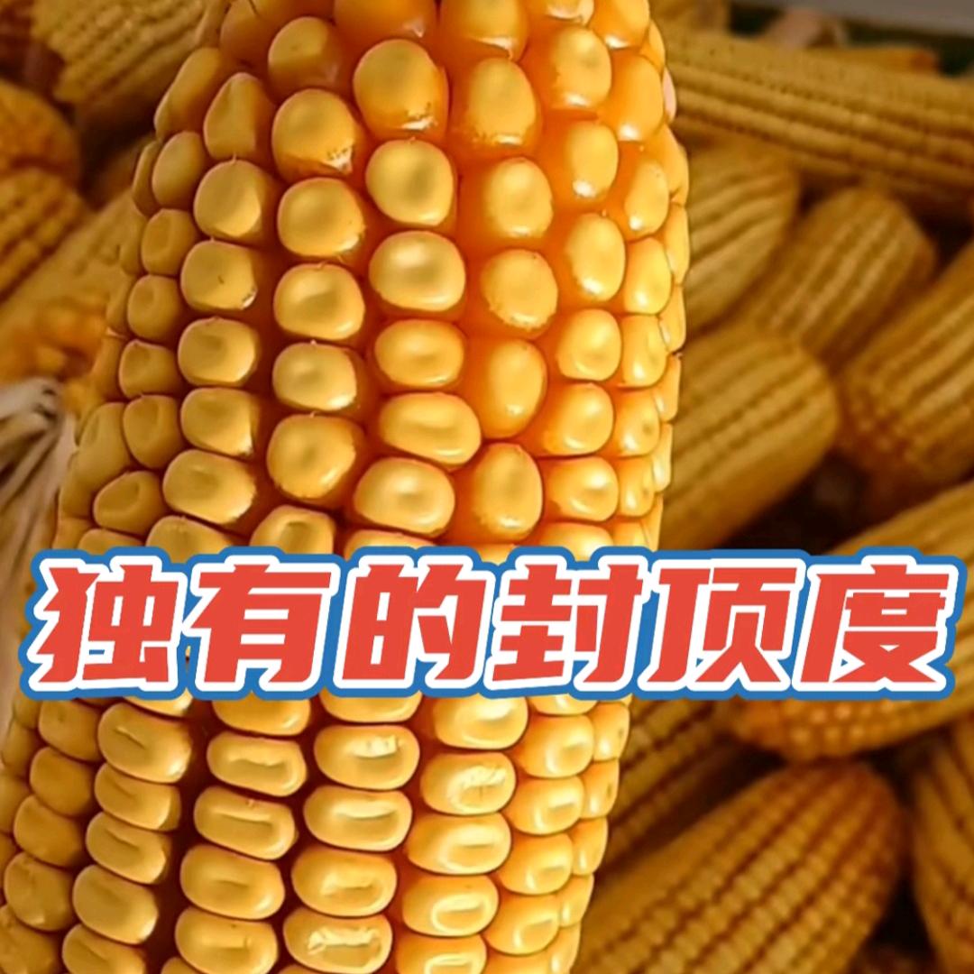春城农资1