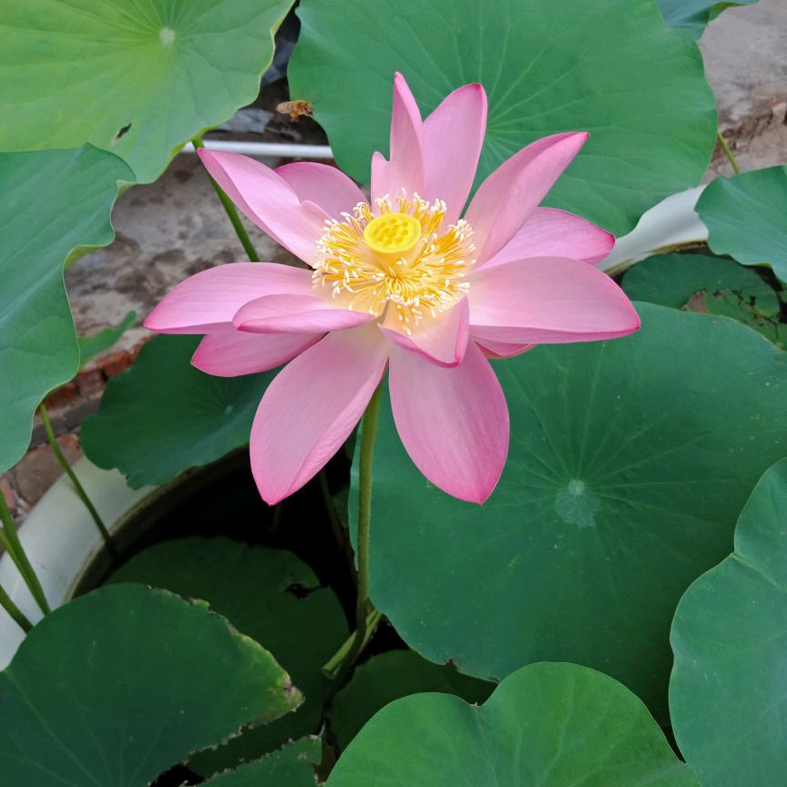 缘份