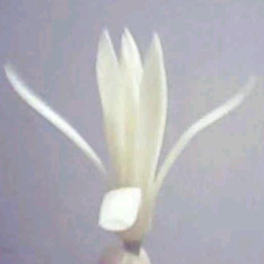 Guojinbao