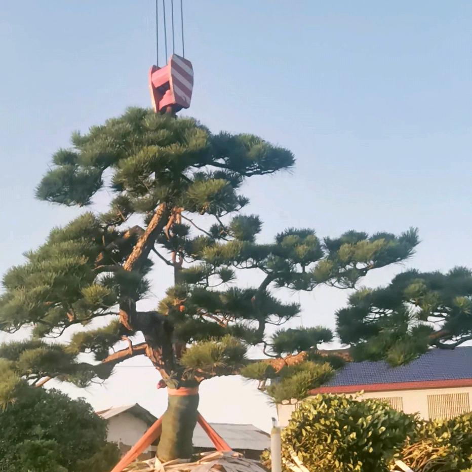 青康花卉盆景