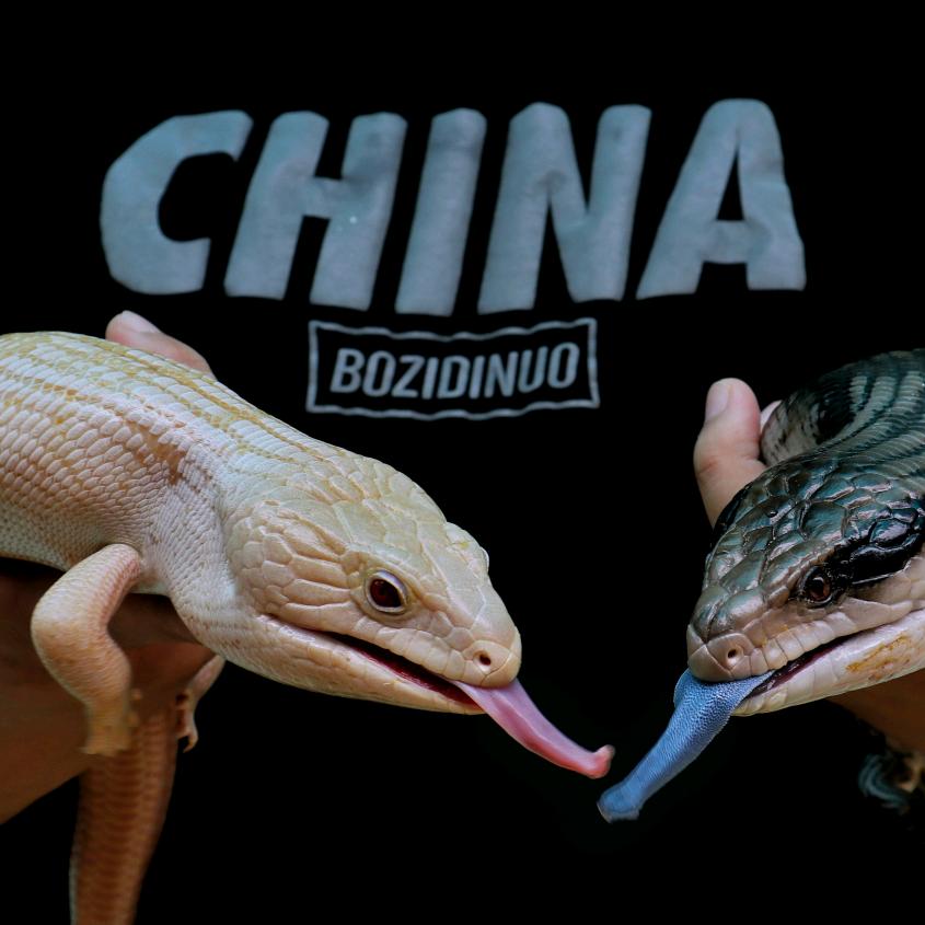 兔子的奇宠