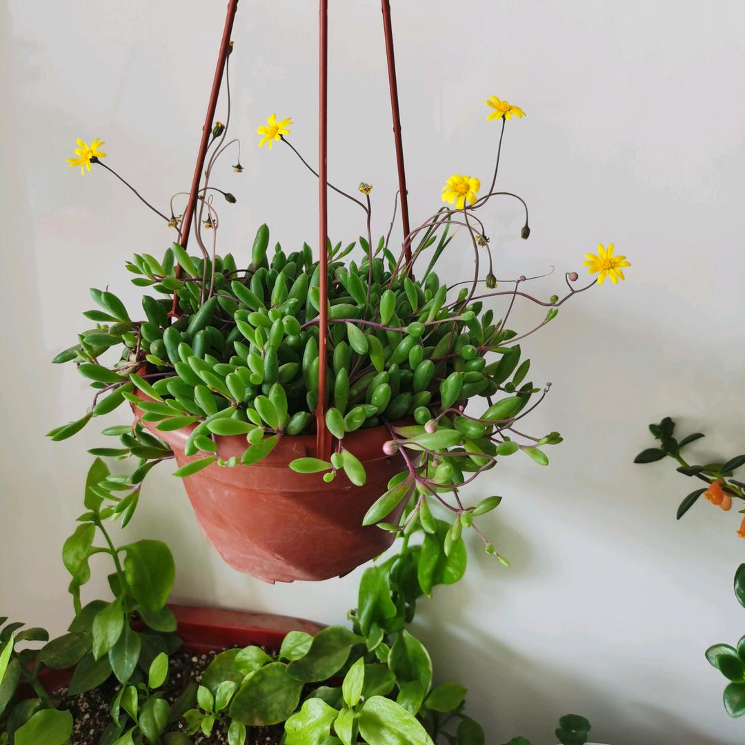 风花雪月