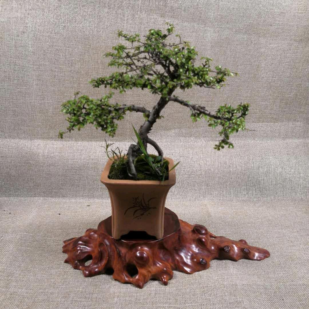 尊艺红木