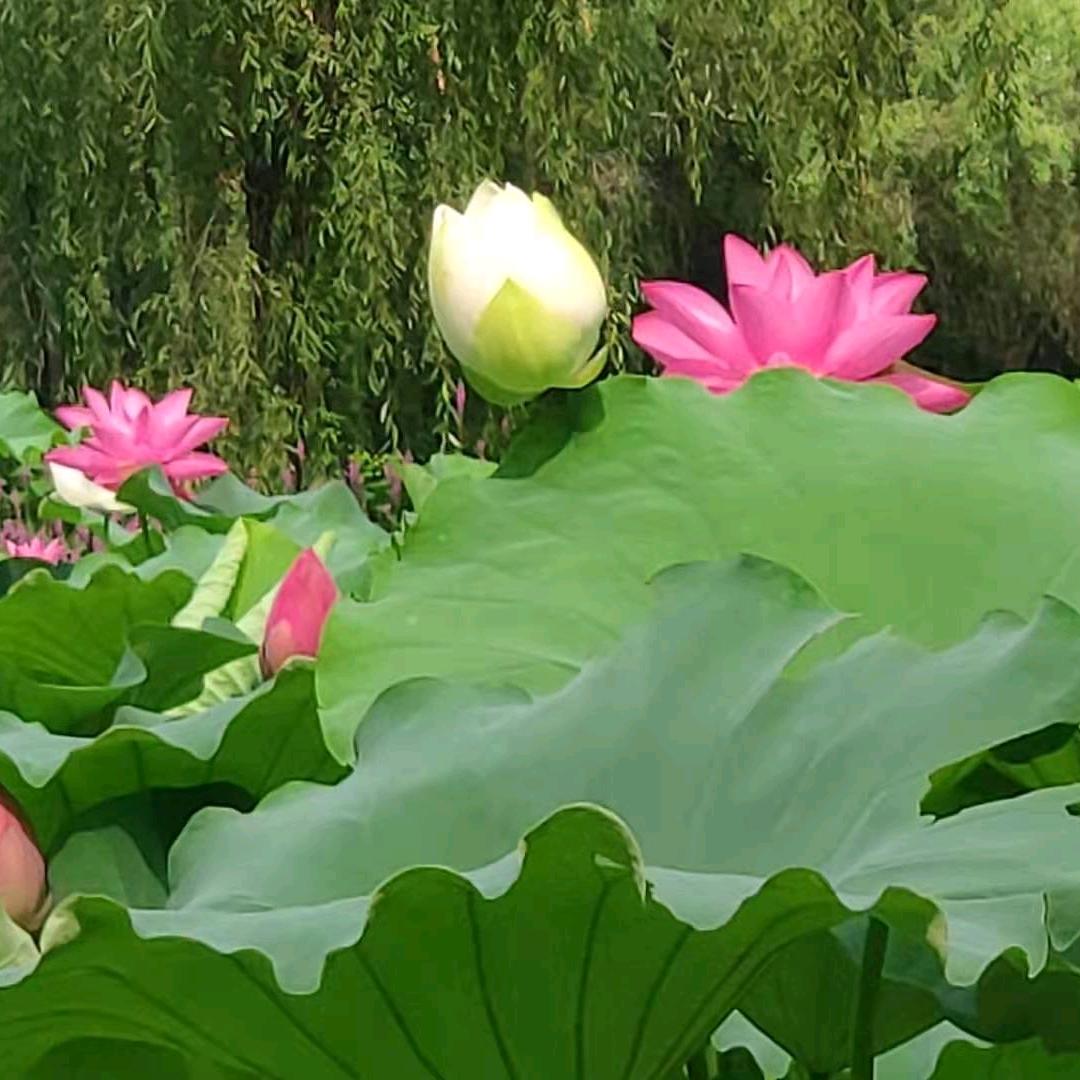 春江水