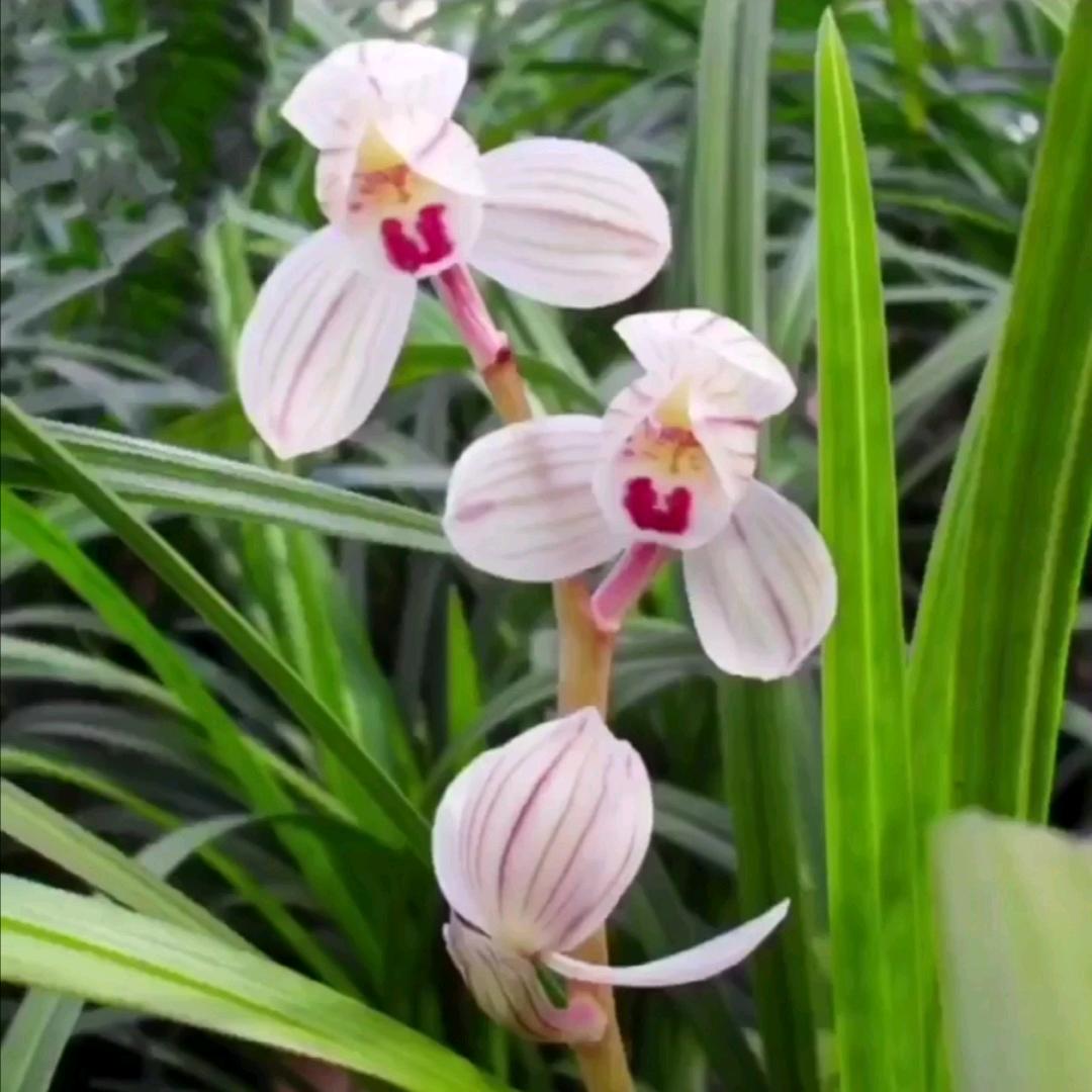 兰花🌺草🍀