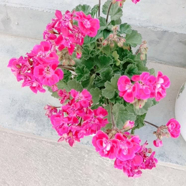 感恩